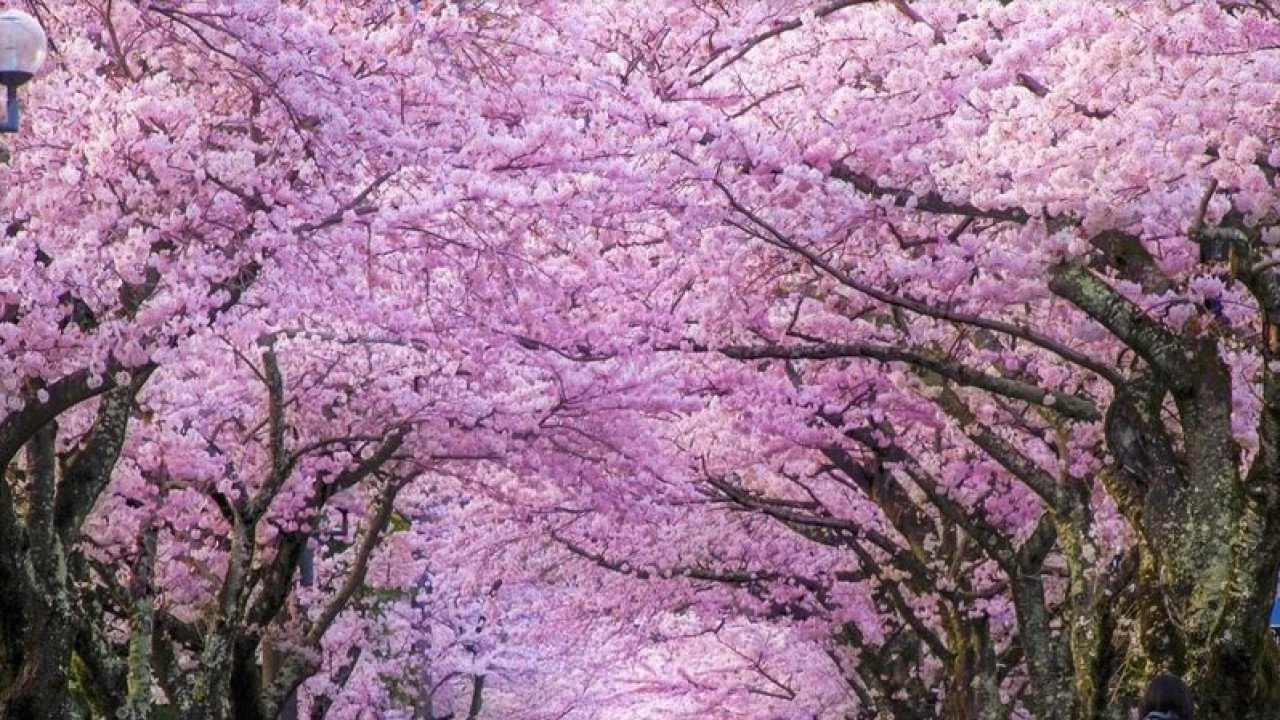 sakuras kvaviloba