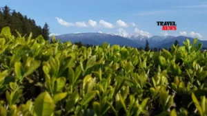 Kartuli chai
