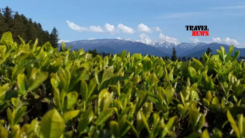 Kartuli chai